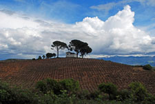 Spain-Galicia-St James Way - Sarria to Santiago (guided)